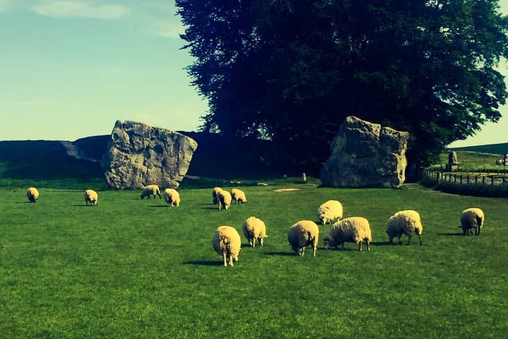 You'll find lots of sheep inside the henge of Avebury!