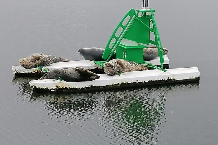 Sunbathing seals