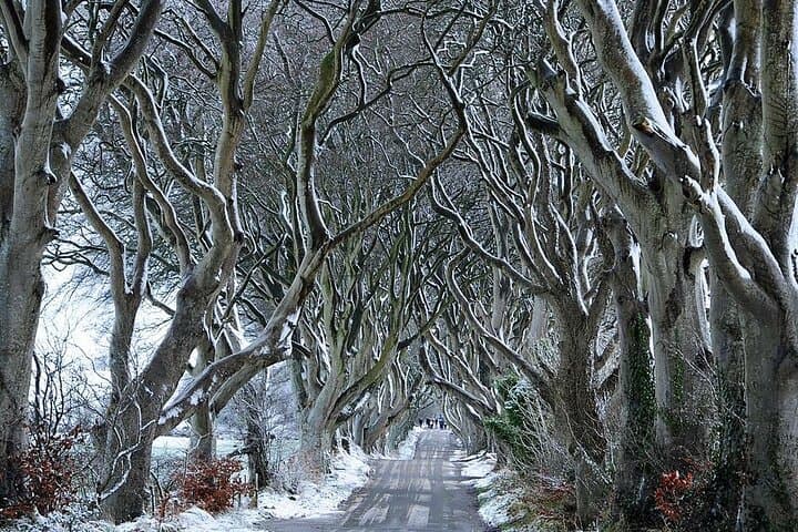 The wintery Dark hedges , or The kings road from the Game of Thrones