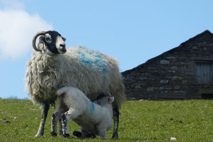 Sheep in the Dales