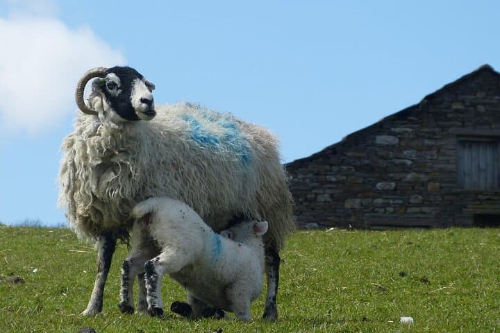 Sheep in the Dales