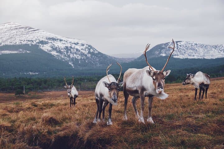 Cairngorm Reindeer