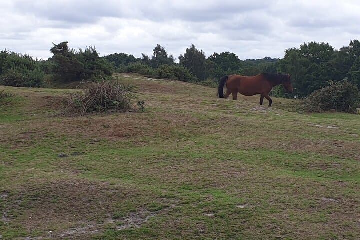 Private tour to Durdle Door, Corfe Castle, New Forest