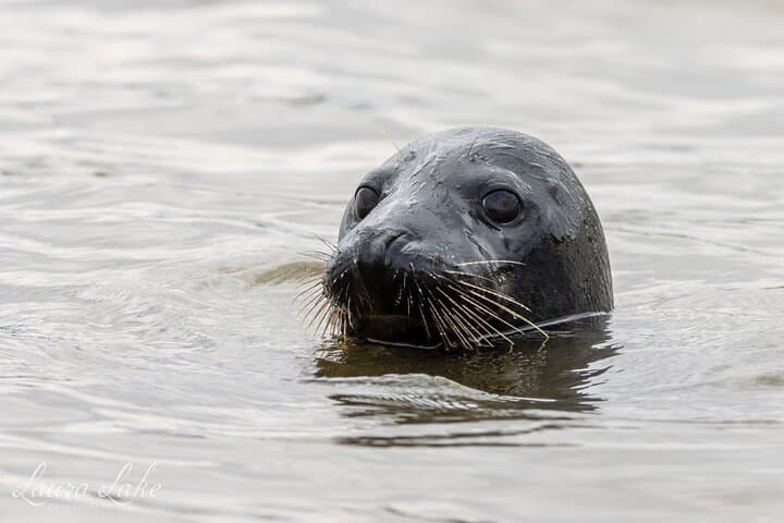 A curious seal