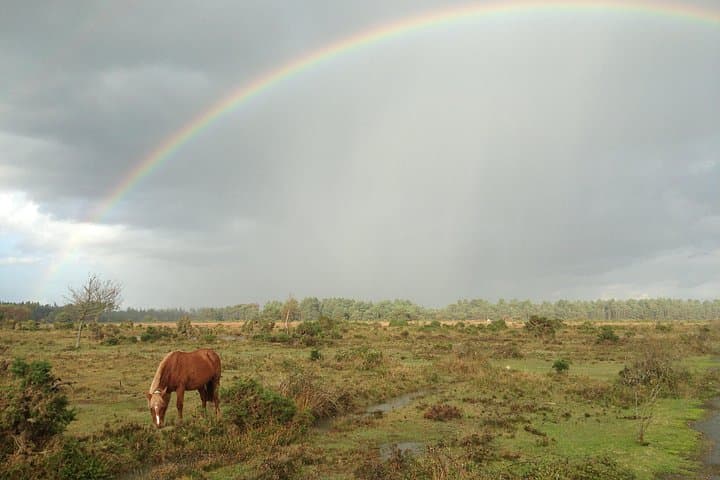 Guided Walking Tour of New Forest National Park in Hampshire