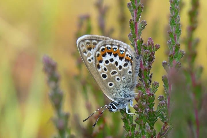 Small-group New Forest Discovery Walk from Lyndhurst