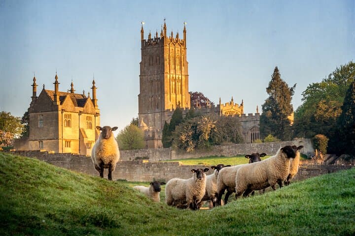 Cotswolds sheep in the Village