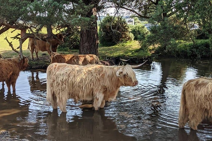 Guided Walking Tour of New Forest National Park in Hampshire