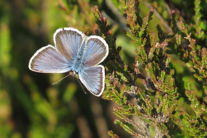 Guided Walking Tour of New Forest National Park in Hampshire