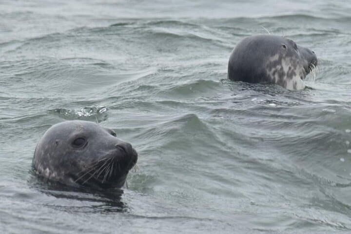 Scroby Sands Seal Watching