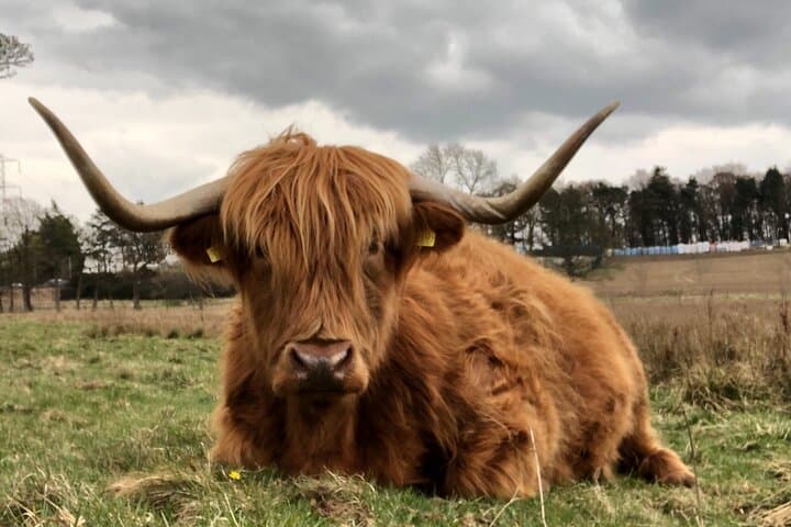 Highland Cattle not far from Stirling on private driving tour