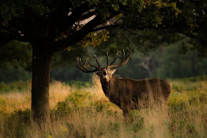 Wildlife Photography Workshop in Richmond Park in London