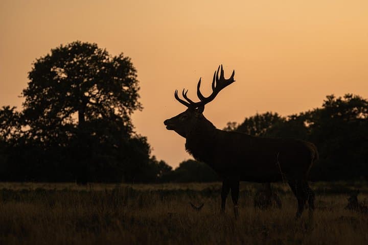 Wildlife Photography Workshop in Richmond Park in London
