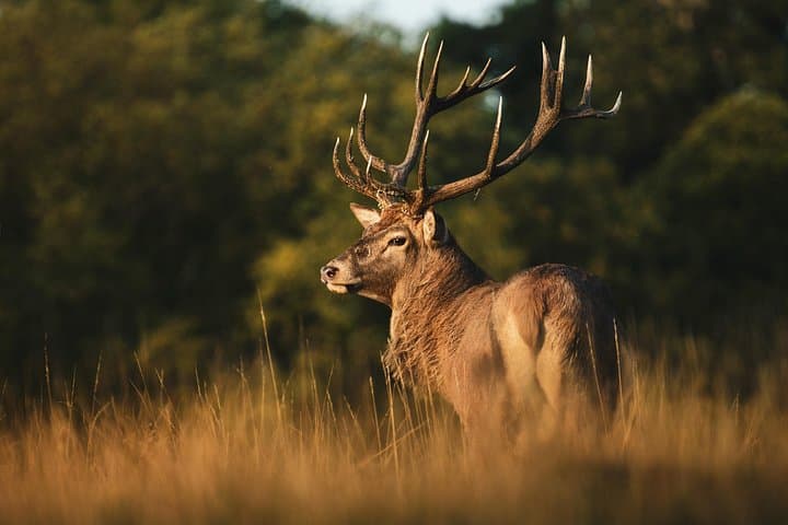 Wildlife Photography Workshop in Richmond Park in London