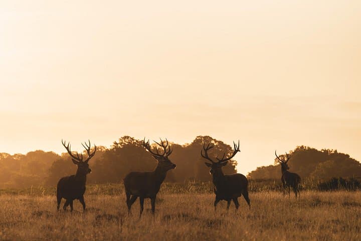 Wildlife Photography Workshop in Richmond Park in London
