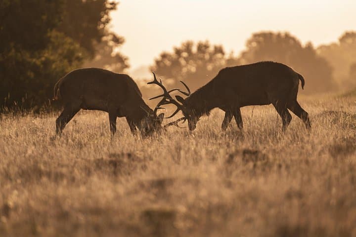Wildlife Photography Workshop in Richmond Park in London