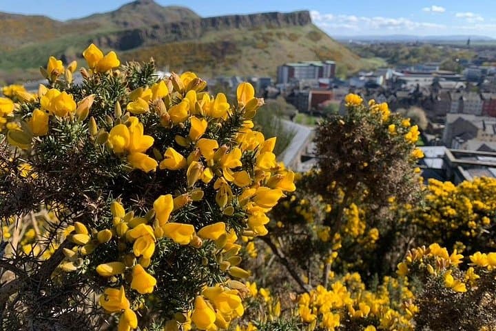 Edinburgh Unveiled: Luxury Private Driving Tour of Edinburgh