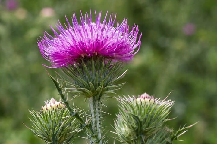 Scottish Thistle