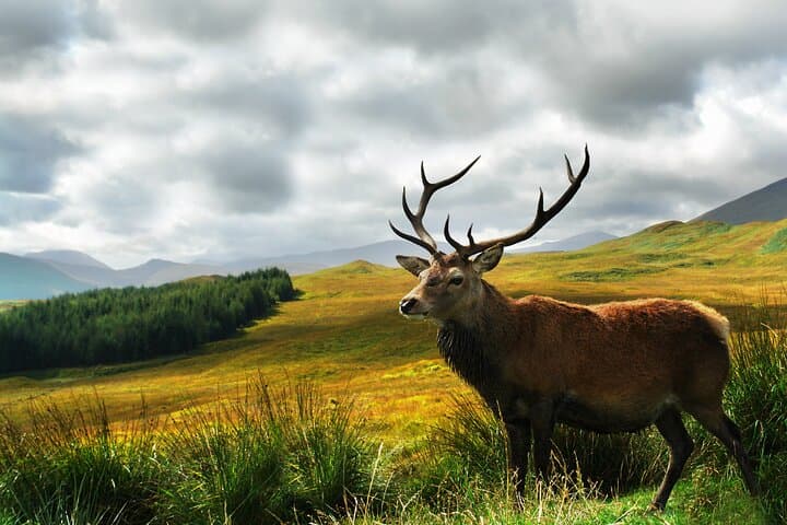 Scottish Stag