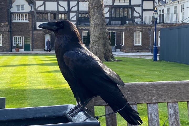 Tower Raven