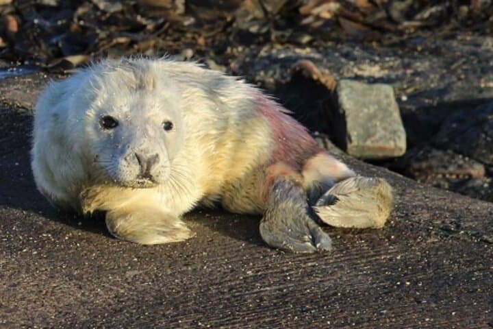 Dried out Grey Seal pup on the pathway at Longstone.
