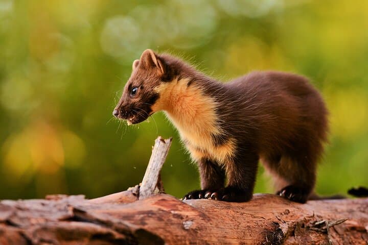 Pine Marten watching