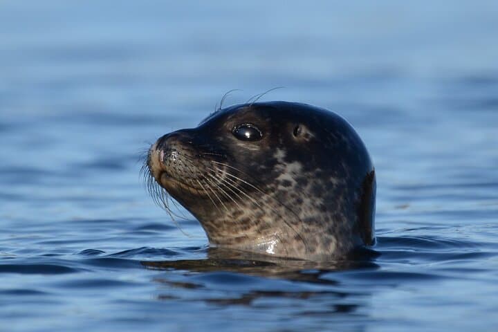 Seal