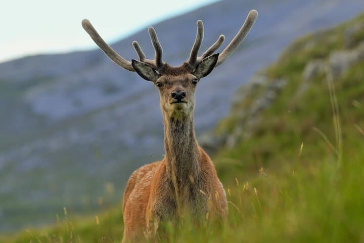 Red Deer