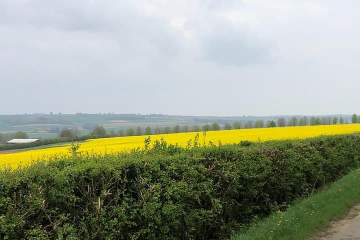 Rapeseed Fields the Cotswolds