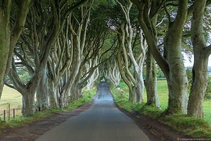 Dark Hedges - Game of Thrones - Kings Road.