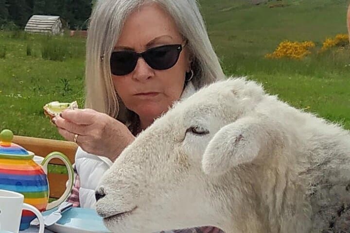 Tea with Naughty Sheep