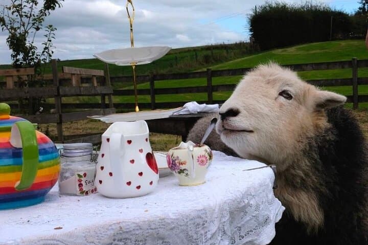 Tea with Naughty Sheep