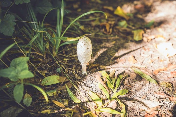 Learn to forage in Llangollen