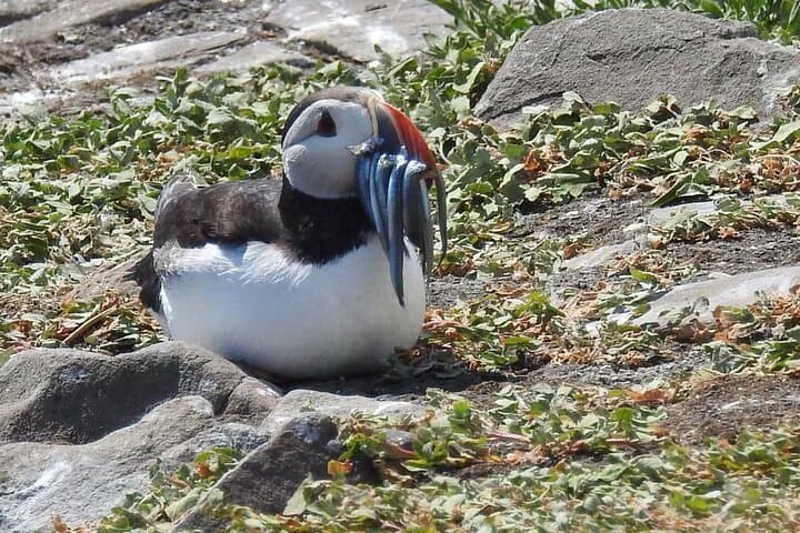 Seabird & Seal Farne Islands Cruise. 1.5 hours long. Departing from Seahouses.