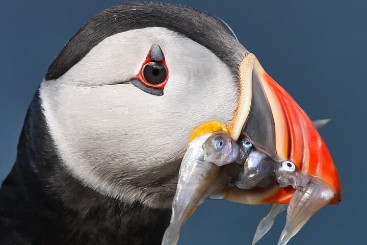 Seabird & Seal Farne Islands Cruise. 1.5 hours long. Departing from Seahouses.