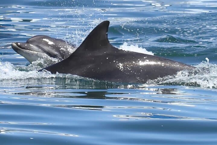 Seabird & Seal Farne Islands Cruise. 1.5 hours long. Departing from Seahouses.