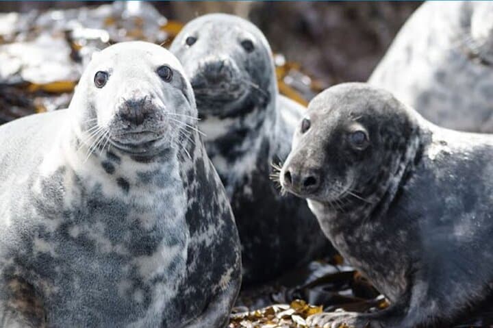 Seabird & Seal Farne Islands Cruise. 1.5 hours long. Departing from Seahouses.