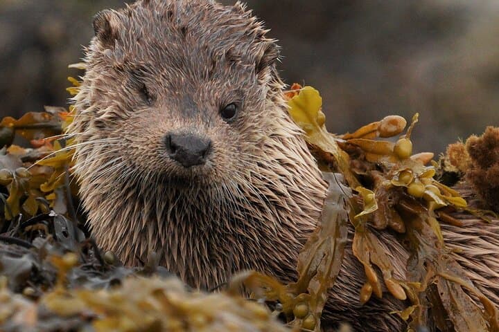 Otter Photography