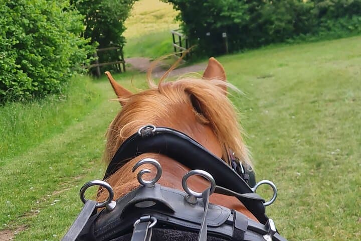 Horse drawn carriage ride york
