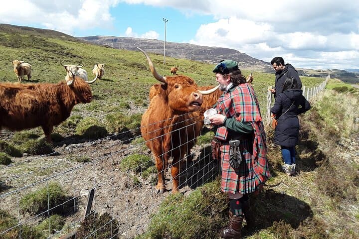 Learn how Rob Roy stole coooos!