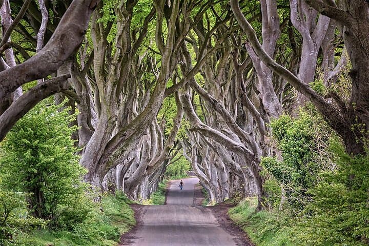 The dark hedges