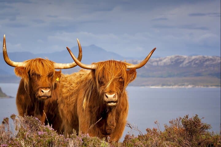 Hairy Coos