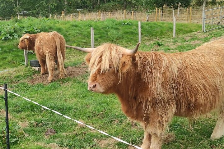 Invergordon Shore Excursion Highland Bucket List Tour