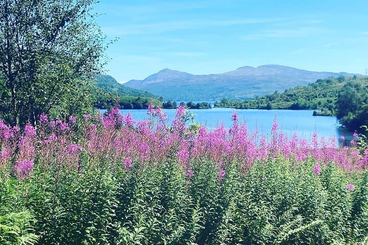Rosebay willow herb at Loch Katrine in the summer