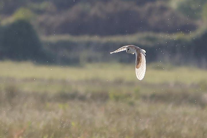 Barn Owl can be seen on calm evenings
