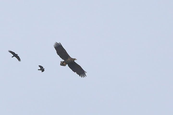 We now have regular White-tailed Eagles