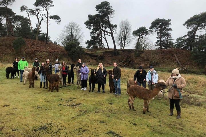 Walking With Alpaca