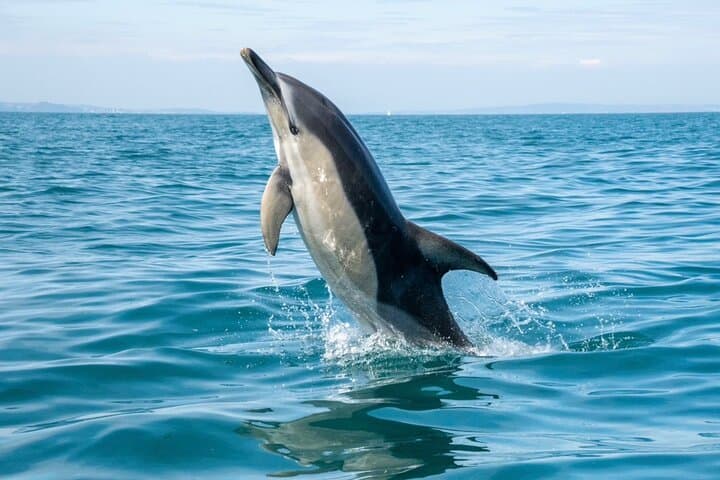 Private Coastal Boat Tour in Torquay