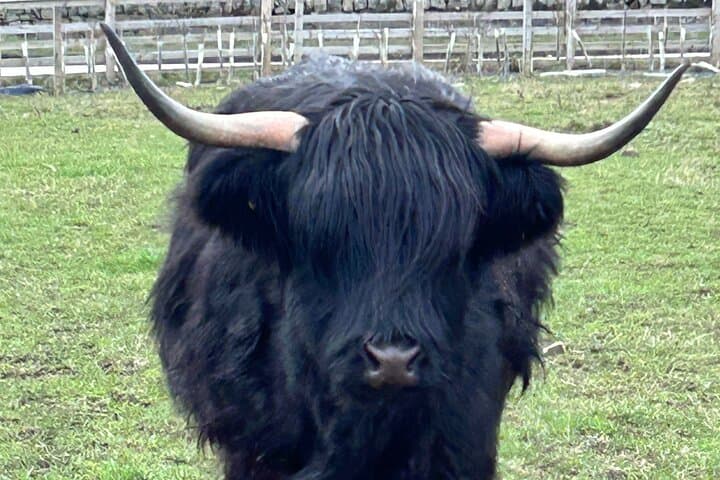 Highland Coo