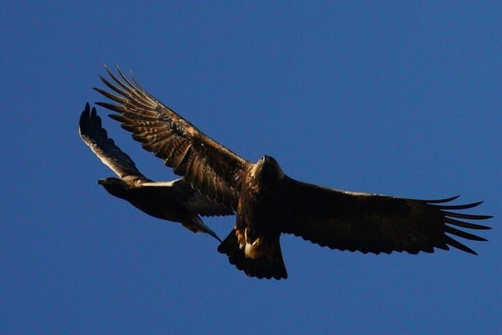 Golden Eagles